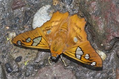 Myscelus phoronis