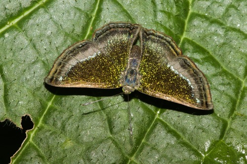 Caria chrysame · iNaturalist