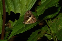 Posttaygetis penelea