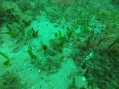 Thysanophrys cirronasus