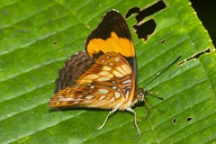 Adelpha saundersii
