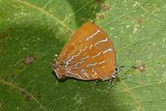 Micandra platyptera