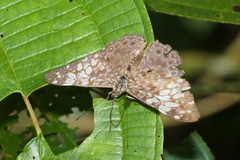 Hamadryas fornax