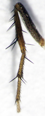 Leptocera caenosa