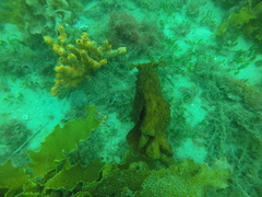 Aplysia extraordinaria