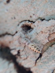 Metaphidippus siticulosus