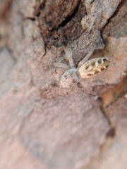 Metaphidippus siticulosus