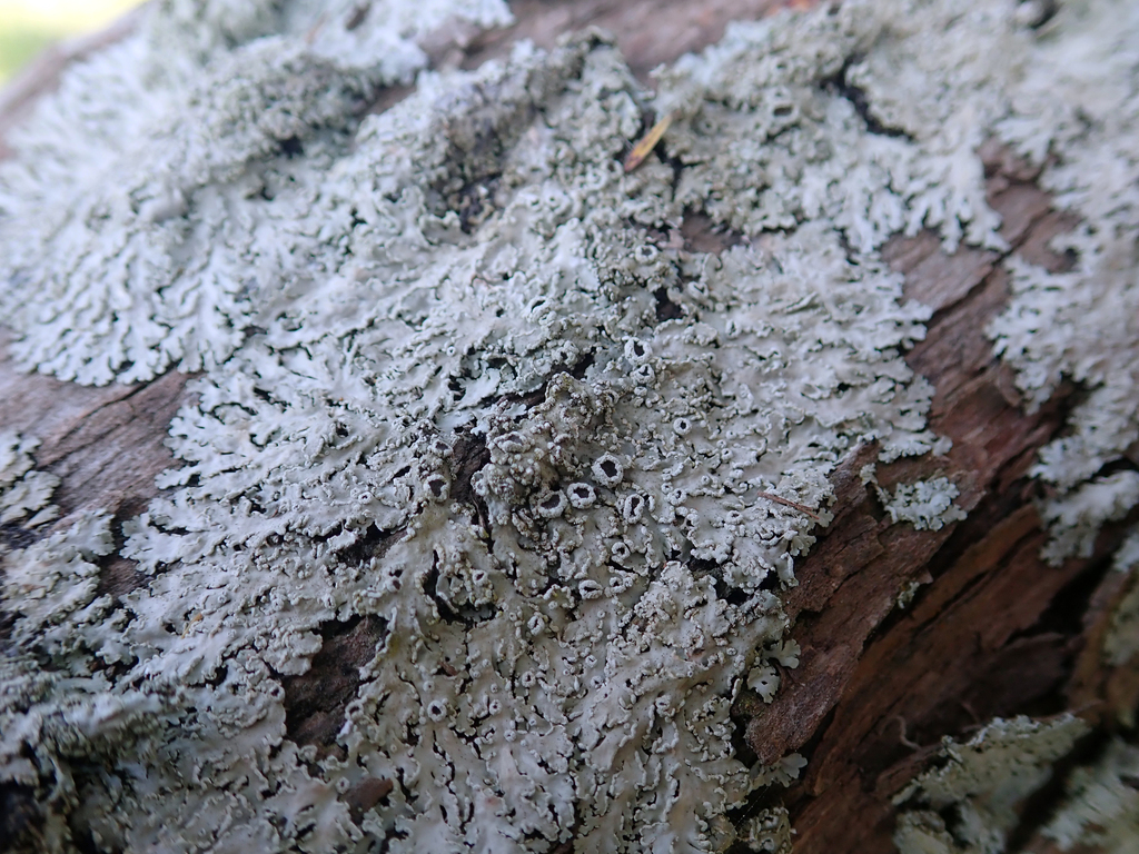 Heterodermia tremulans