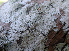 Heterodermia tremulans