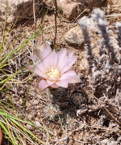 Gymnocalycium bruchii