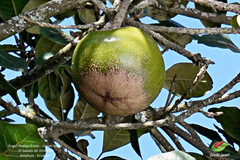 Pouteria lucuma