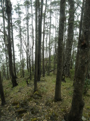 Eucalyptus urophylla