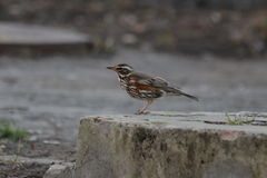 Turdus iliacus