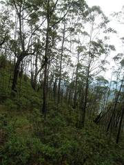 Eucalyptus urophylla