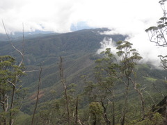 Eucalyptus urophylla