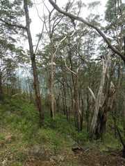 Eucalyptus urophylla