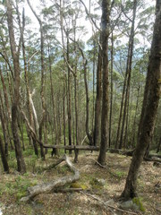 Eucalyptus urophylla