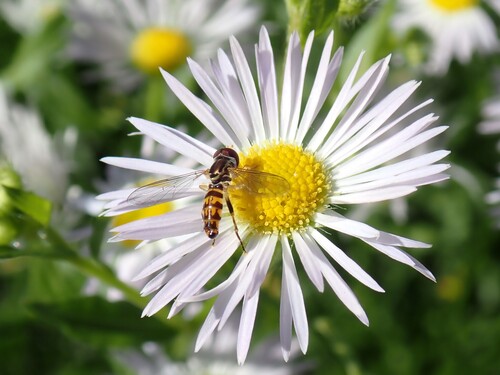 Unknown species found near Waterville, ME, USA