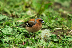 Fringilla coelebs