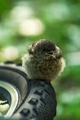 Phoenicurus phoenicurus