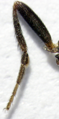 Leptocera caenosa