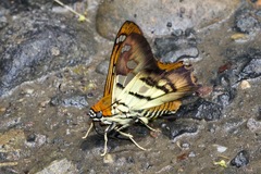 Myscelus phoronis