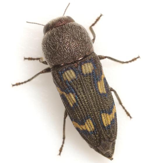 Paratyndaris