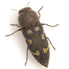 Paratyndaris chamaeleonis
