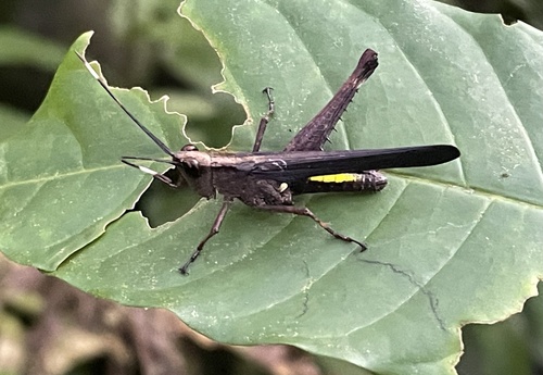 Holopercna gerstaeckerii