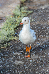 Chroicocephalus ridibundus
