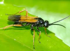 Priocnemis conformis