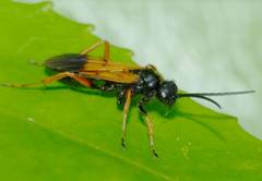 Priocnemis conformis