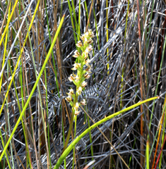 Prasophyllum hectorii