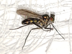 Plagioneurus univittatus