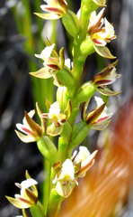 Prasophyllum hectorii