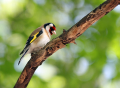 Carduelis carduelis
