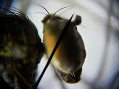 Plagioneurus univittatus