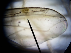 Plagioneurus univittatus