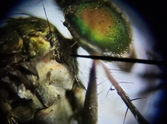 Plagioneurus univittatus