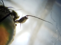 Plagioneurus univittatus