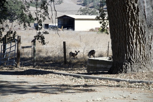 iNaturalist observation photo of California Mule Deer