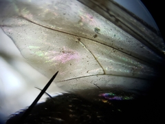 Plagioneurus univittatus