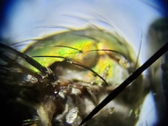 Plagioneurus univittatus