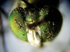 Plagioneurus univittatus