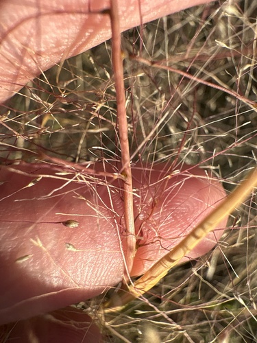 Muhlenbergia pungens, 2025-10-11