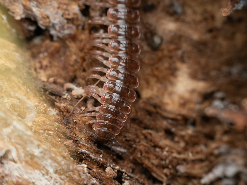Common Pink Flat-back from Capitale-Nationale, QC, Canada on October 6 ...