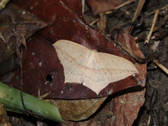 Timandra stueningi