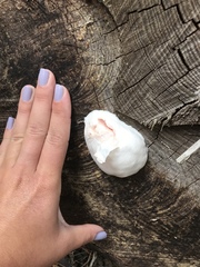 False puffball (Enteridium lycoperdon)
