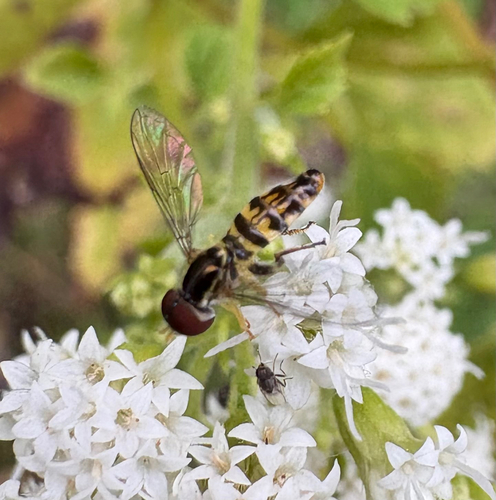 Unknown species found near Fairfield County, US-CT, US