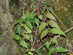 Cyclocodon lancifolius